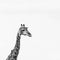 Head and neck of giraffe, photographed in monochrome at Kruger National Park in South Africa.