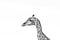 Head and neck of giraffe, photographed in monochrome at Kruger National Park in South Africa.