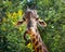 Head and neck of a giraffe in the wild.