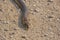 Head and Neck of Juvenile Anchieta`s Cobra with Forked Tongue