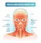 Head and neck muscles labeled anatomical diagram, facial vector illustration with female face, health care educational information