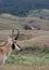 Head and Neck of Pronghorn Antelope