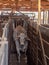 Head of Nellore cattle in a corral