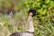 Head of Nene Hawaiian goose, green plants in background.