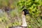 Head of Nene Hawaiian goose, green plants in background.