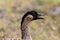 Head of Nene Hawaiian goose, mouth open.