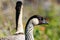 Head of Nene Hawaiian goose, with second bird in background.