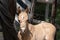 Head of a newborn yellow foal, his mother`s tail flips over his head