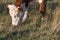 Head and nose of a grazing cow