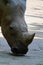 Head of the One Horned White Rhino, square-lipped rhinoceros