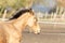 A head of a one year old horse in the pasture. a light brown, yellow foal galloping in the field, with a flapping mane