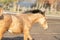 A head of a one year old horse in the pasture. a light brown, yellow foal galloping in the field, with a flapping mane