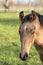 A head of one year old horses in the pasture. A light brown, yellow foal looks straight into the camera