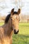 A head of one year old horses in the pasture. A light brown, yellow foal looks straight into the camera