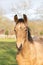 A head of one year old horses in the pasture. A light brown, yellow foal looks straight into the camera