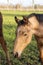 A head of one year old horses in the pasture. A light brown, yellow foal looks straight into the camera