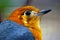 Head of an orange-headed thrush in side view looking upwards