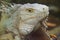 The head of an ordinary iguana