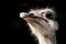 Head of ostrich, black background