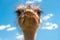 Head of ostrich on clear sky backdrop. Largest bird on blue backdrop. Flightless swift-running African bird with a long