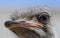 The head of an ostrich close-up on a blurred background. Red beak, surprised big eyes and tousled bristles. Shallow depth