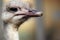 Head of an ostrich (Struthio camelus)