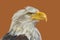 Head of a painted bald eagle on a brown light background