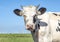 Head of pale cow with horns, black and white and a plain blue background.One funny black and white cow with pink nose under a blue