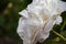 Head of a pale pink peony flower close-up