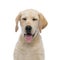 Head of a panting sleepy labrador retriever puppy