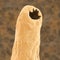 Head of a parasitic hookworm Ancylosoma