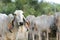 Head part portrait of Thai cow on Blur cattle background