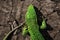 Head, part of torso and tail of iguana on dry cracked earth