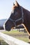 Head of a peaceful young stallion rural scene