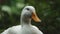 Head of Peking duck having break, resting under shade. close up