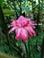 Head of a pink Etlingera elatior flower, caribbean