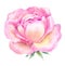 Head pink roses watercolor painting. Open flower on a white back