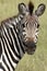 Head of a plain zebra