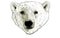 Head of a Polar Bear Illustration on White