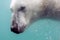 Head of Polar bear Ursus maritimus under water