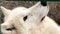 head of a polar wolf close-up in winter in the zoo Russia Penza. vertical video