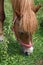 Head pony. Horse on pasture eating grass