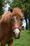 Head pony on pasture