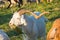 Head portrait of adult male goat with large twisted horns