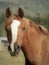 Head portrait of an alert chestnut Arabian mare.