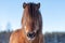 Head portrait of a beautiful Icelandic horse in winter