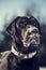 Head portrait of a black labrador