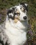 Head Portrait of a Blue Merle Australian Shepherd