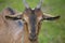 Head portrait of a brown French alpine goat