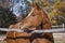 Head Portrait of a Chestnut Arabian Mare Looking Over a Rail Fence